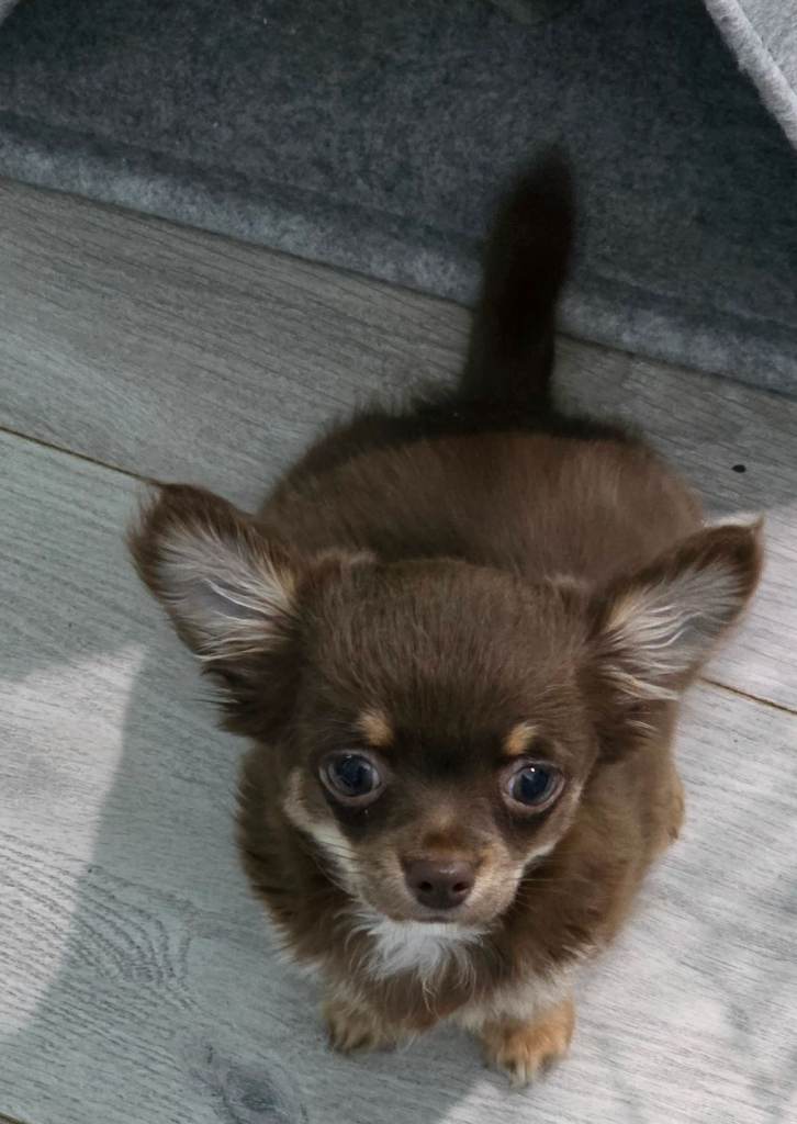 Chihuahua long coated puppy 