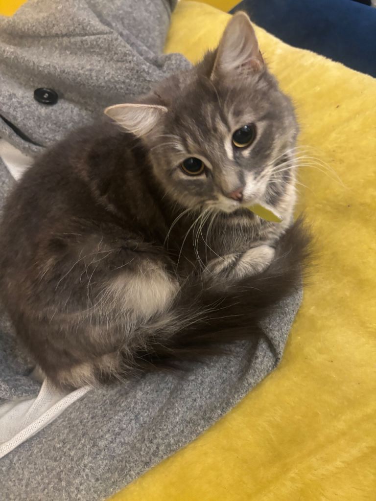 Siberian female 18 months old, 