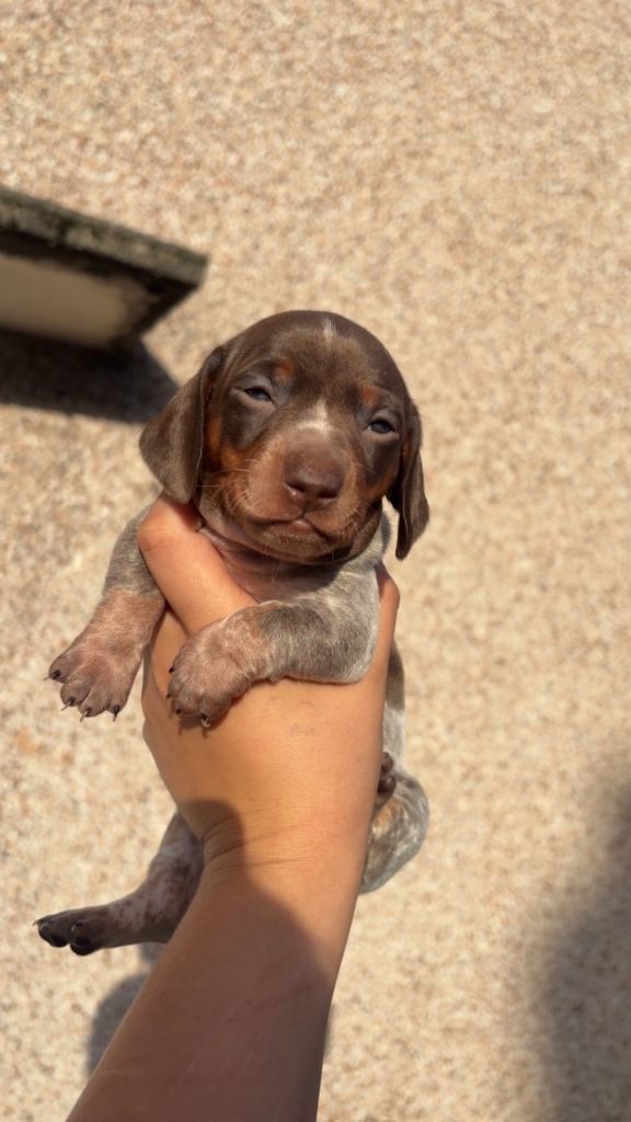 Miniature dachshunds 