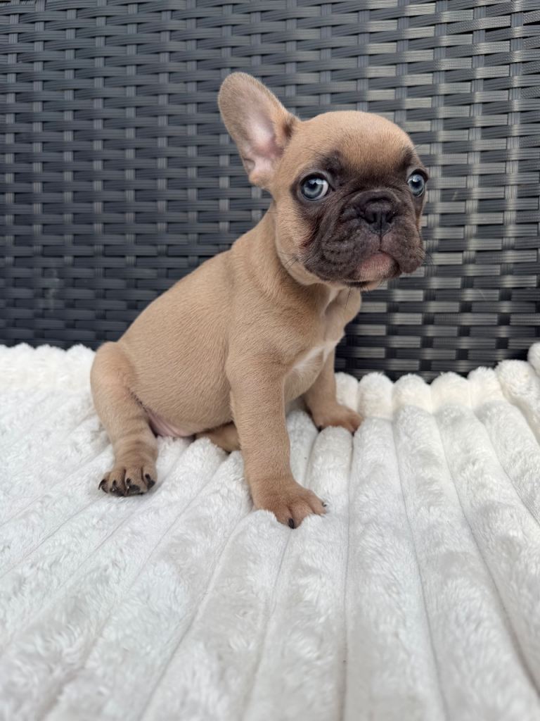 LAST GIRL LEFT READY TO LEAVE French Bulldogs! 💕