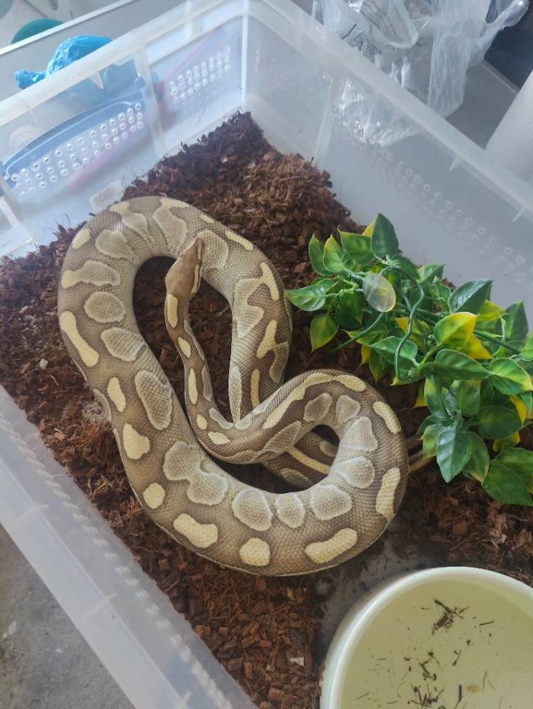 Royal python collection for sale 