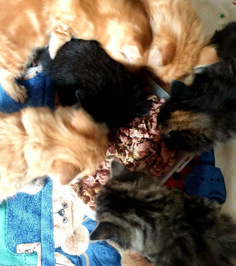 Stunning loving kitten for sale