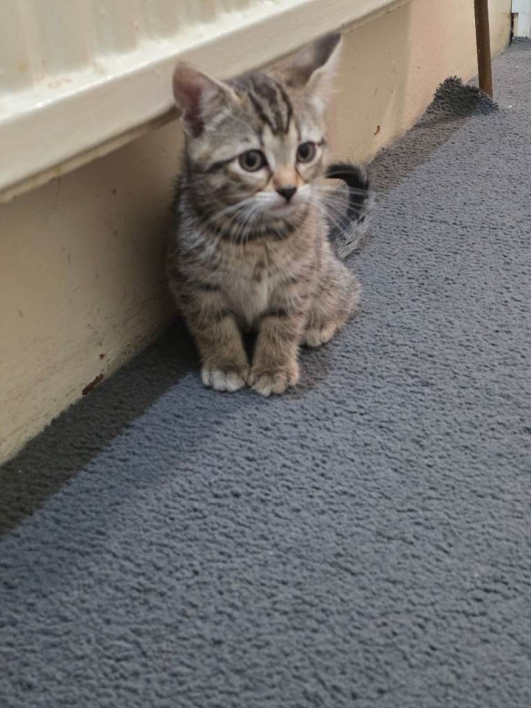 Kittens for sale