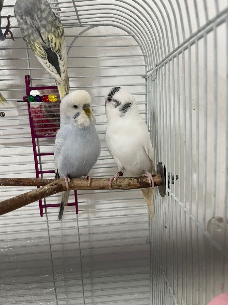 Budgies 