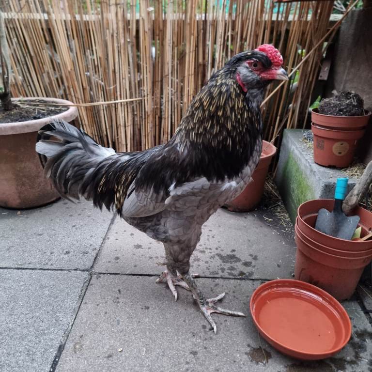  Roosters for sale - Araucana Roosters Cockerels ready to leave now