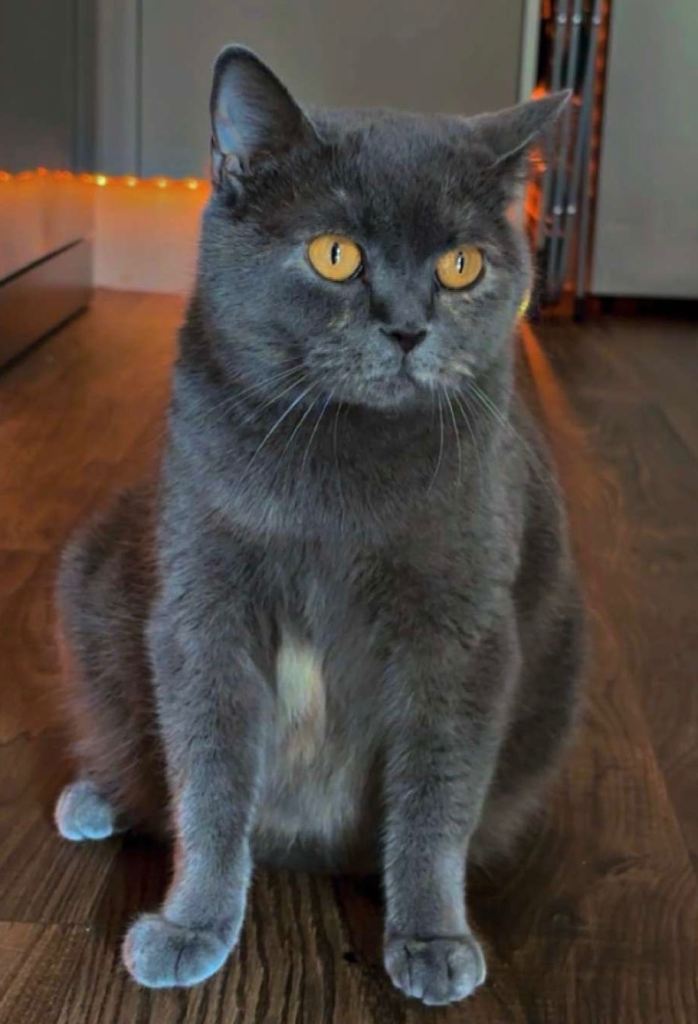 British shorthairX kittens for sale 