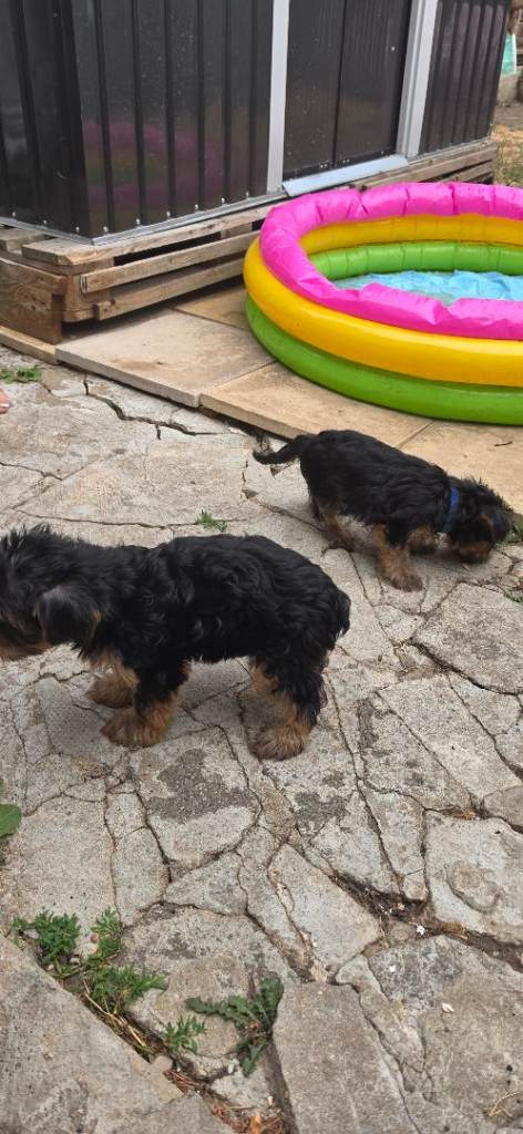 2 PUPPY  2 BOYS 9 WEEKS OLD  PLEASE DON'T ASK FOR LESS THAN 500...LAST PRICE IT'S 500 EACH ONE