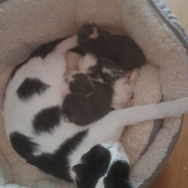 4 kittens 2 black and white 2 grey and 