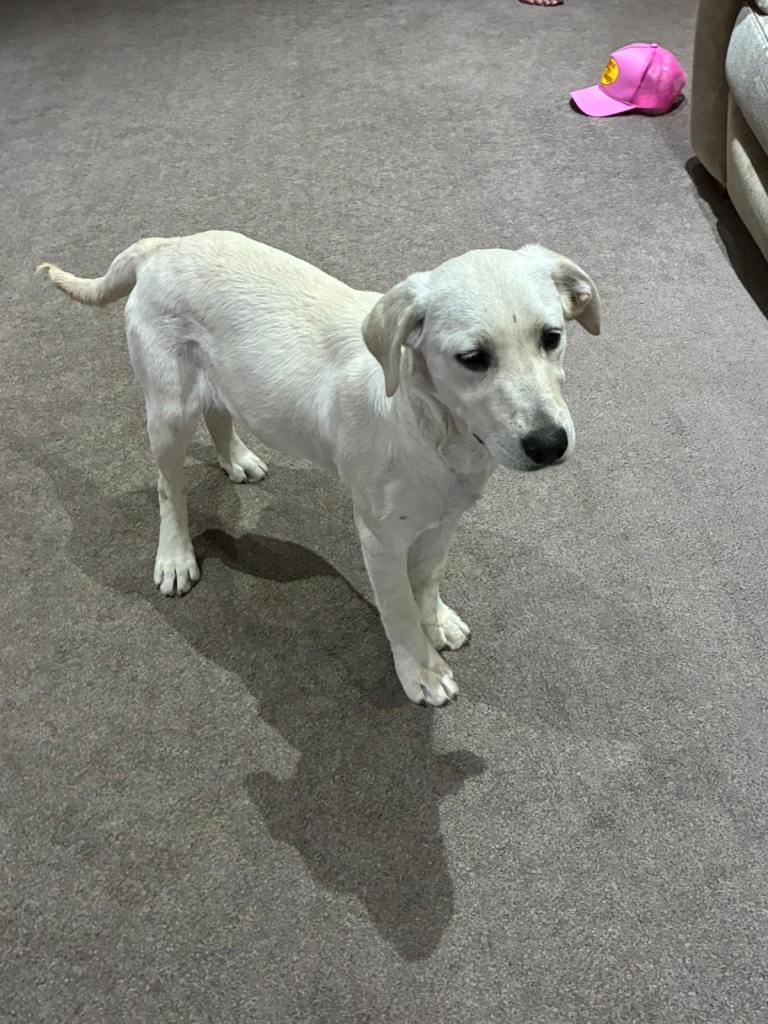 Beautiful girl Sandy