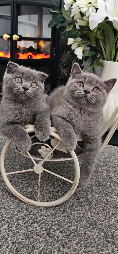 GREAT OFFER! British shorthair Ear Kittens