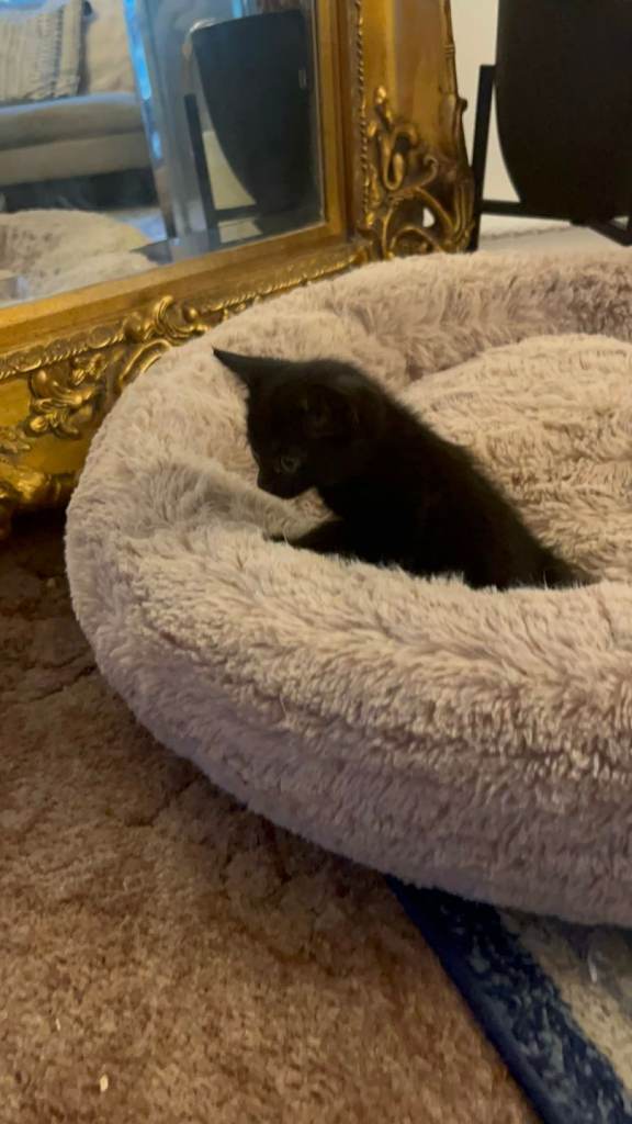 Kitten's for sale