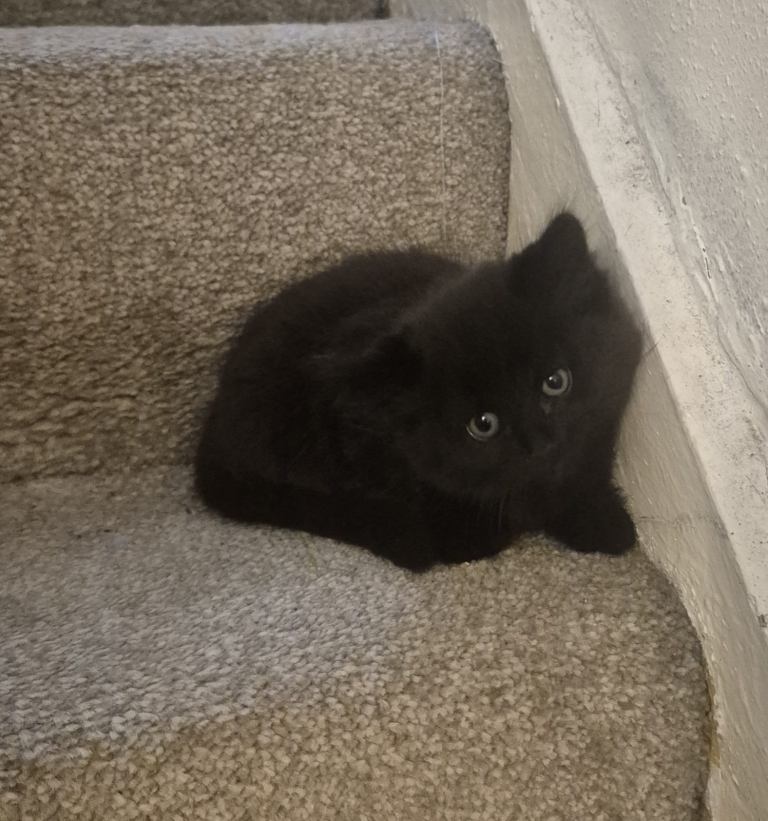 Adorable black kitten