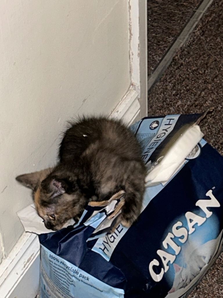 British short hair mixed kitten 