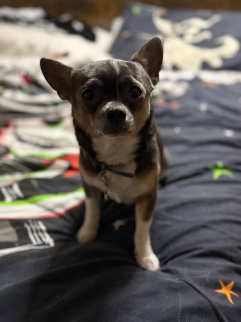 Chihuahua for sale