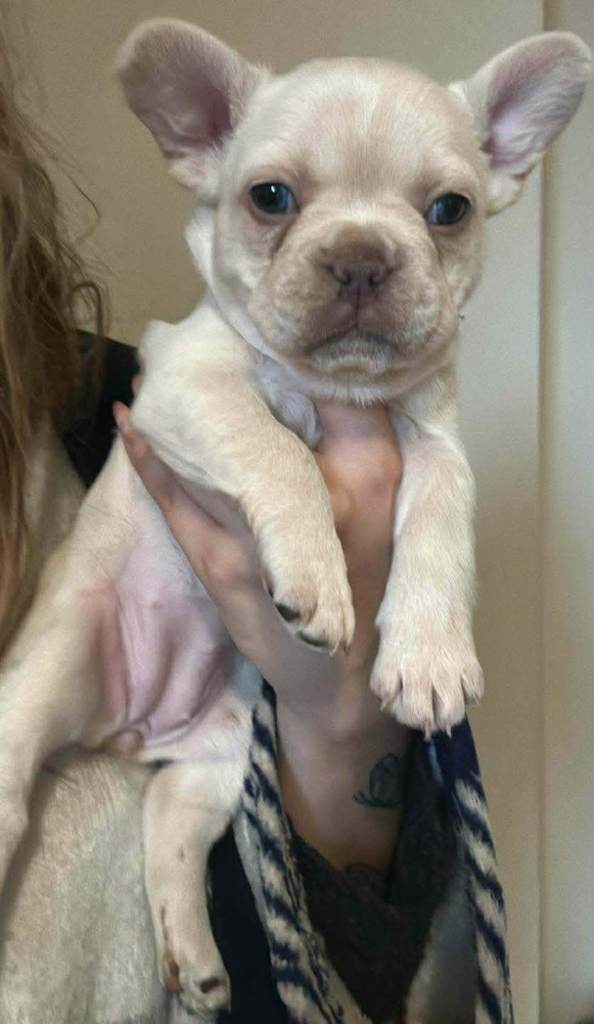 French bulldogs for sale 