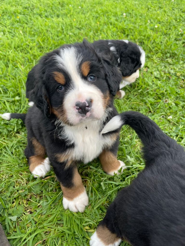 Ikc registered Bernese mountain pups