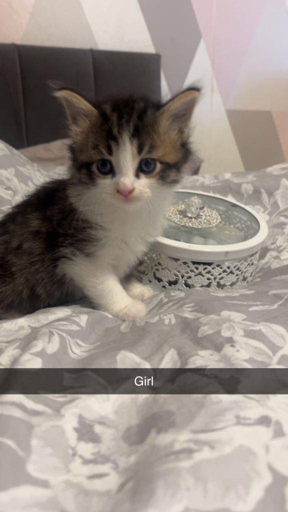 Female and male kittens for sale 