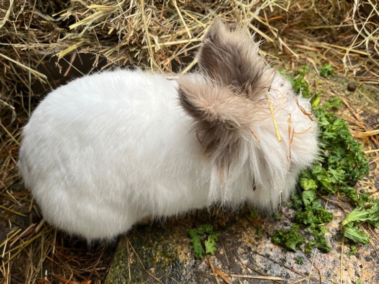 Neutered male rabbit