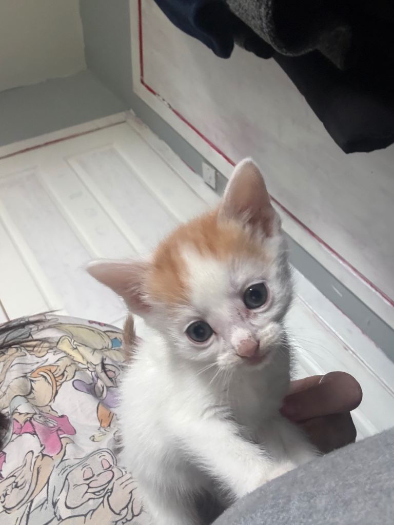 Kittens 