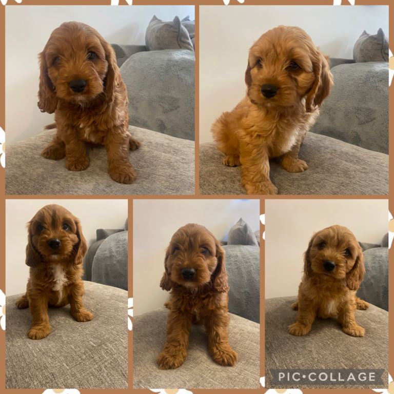 F1 Cavapoo puppies 