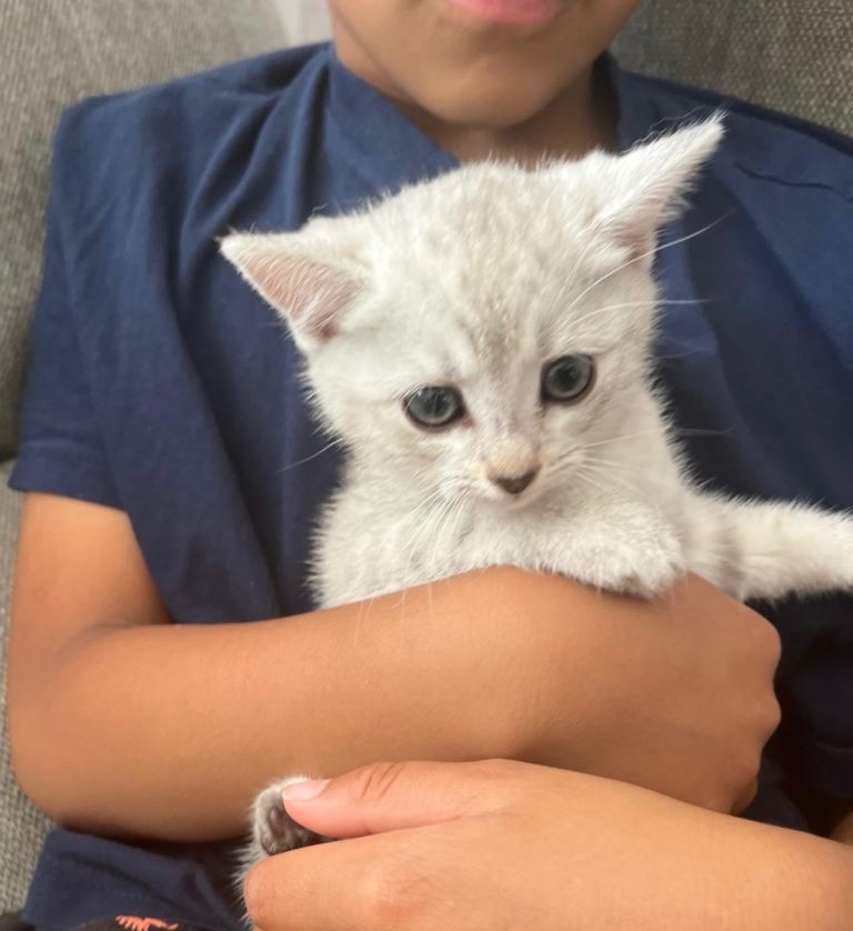Russian blue kittens 