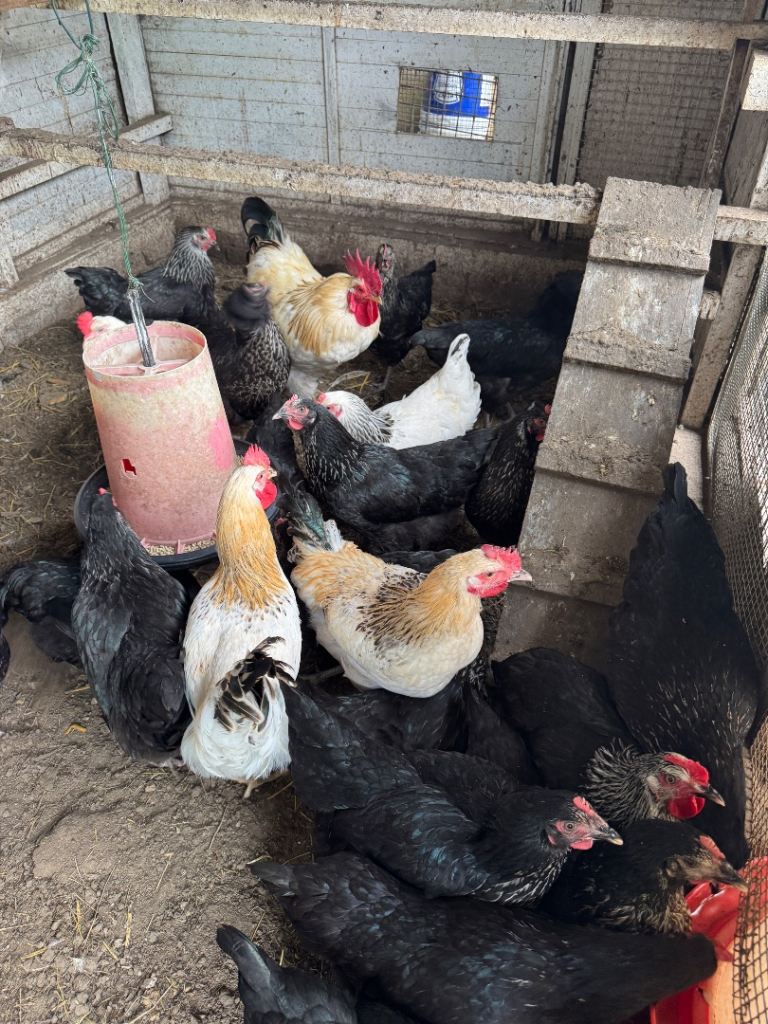 Chickens for sale 