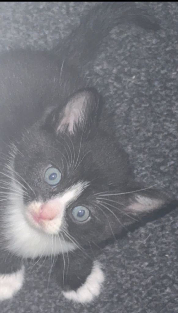 Black & white male kitten 