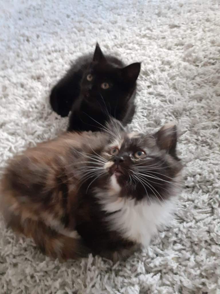 Kittens for sale 