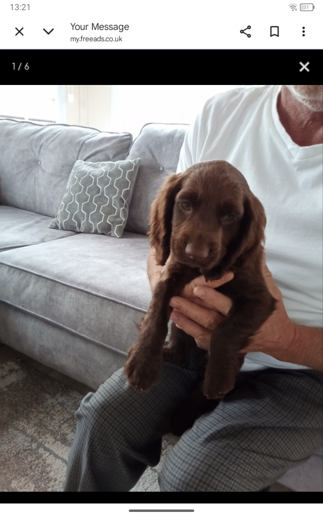 Cocker spaniel puppies 