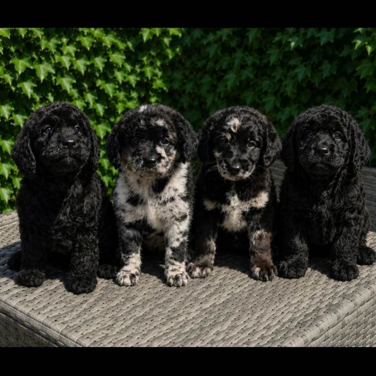 Exceptional F2B MIDI Teddybear Labradoodles