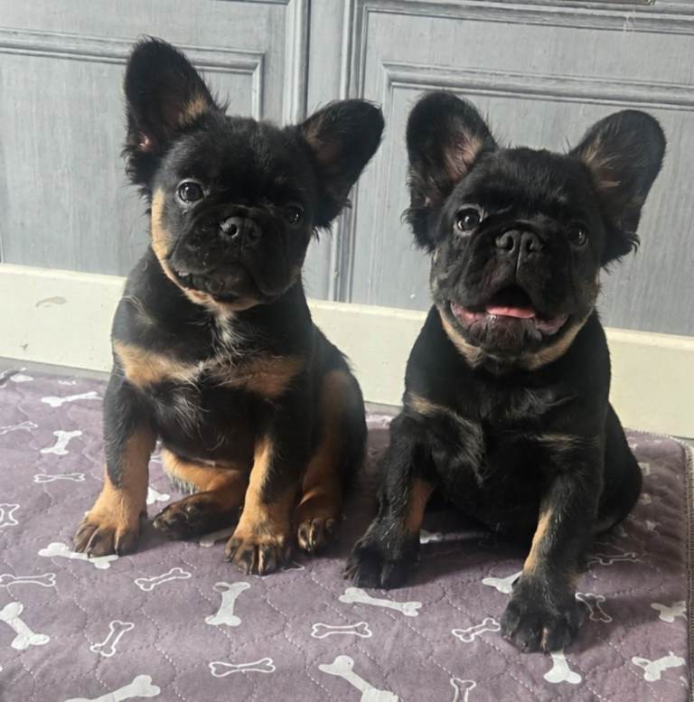 KC Registered French Bulldog puppies - 2 females left 
