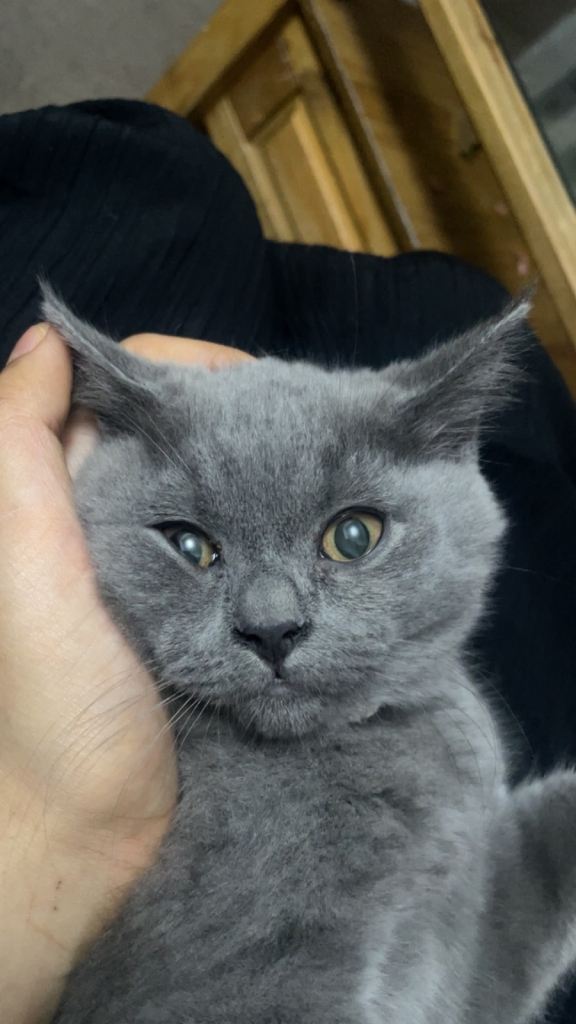 British Shorthair 