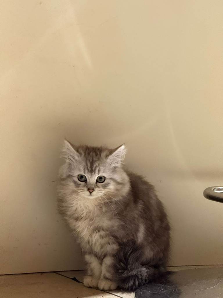  Kitten Longhair silver tabby female 