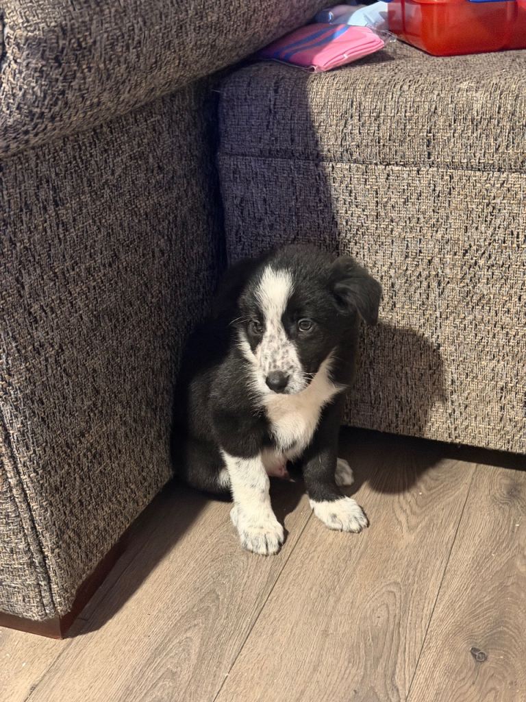 Collie Sheepdog pups