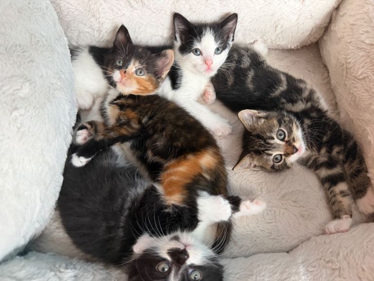 fluffy kittens
