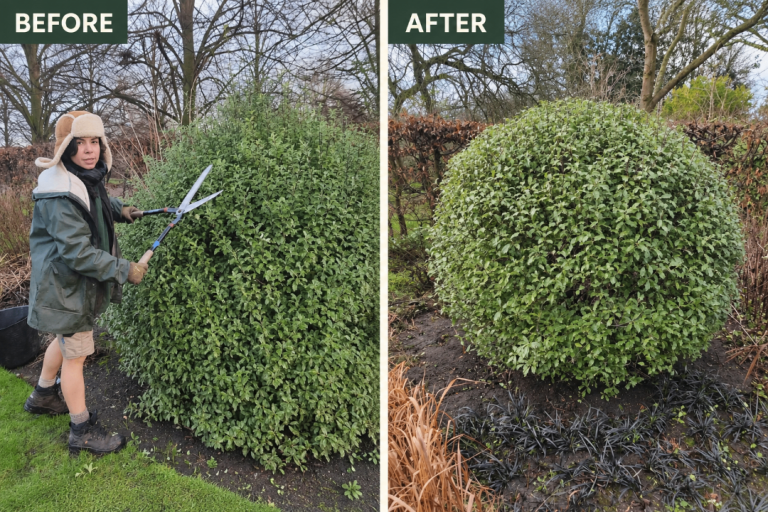 Qualified local gardener in Hackney E5