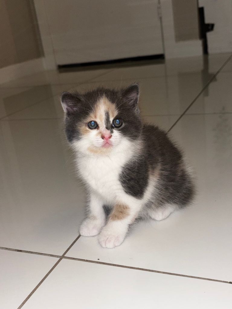 5 kittens 
