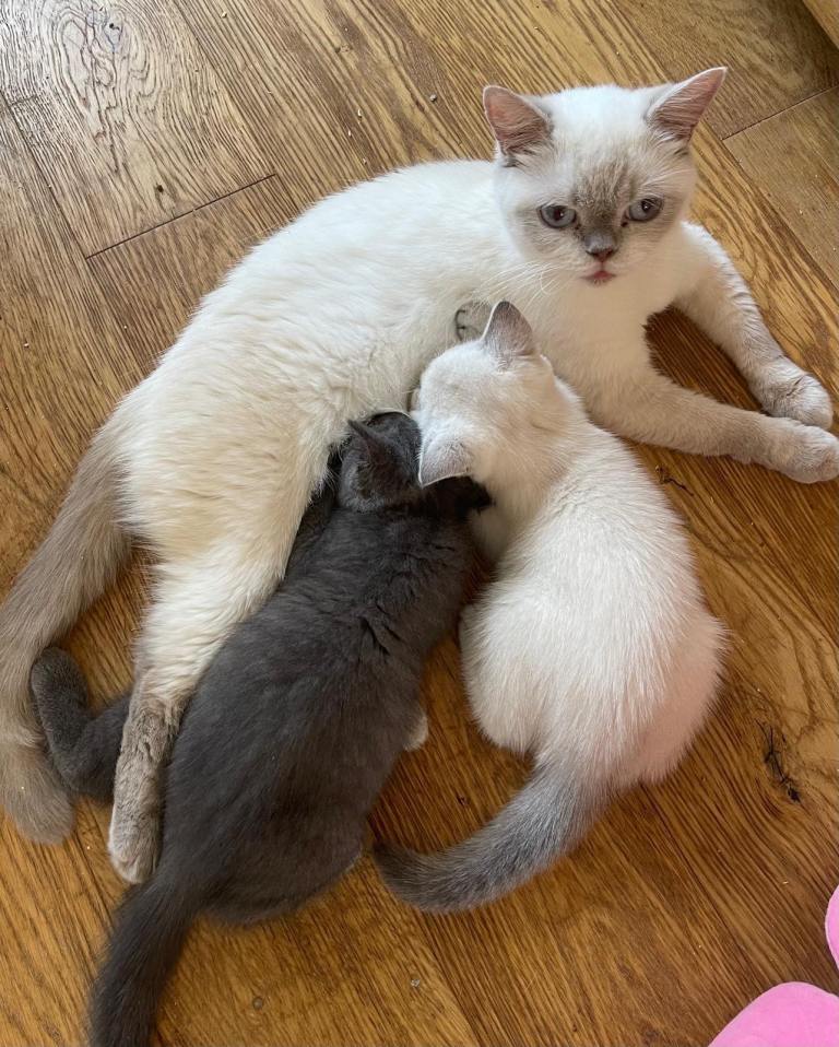 British shorthair kittens available  5th generation 