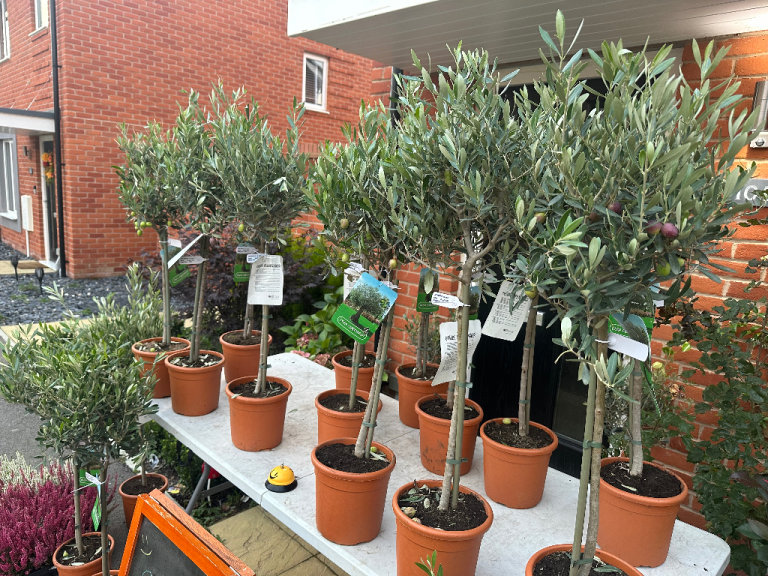 Olive tree 80cm plus (common olive)