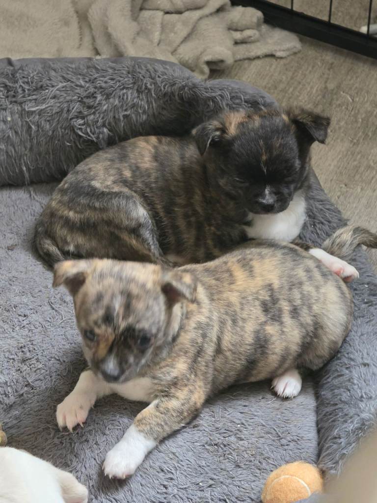 RARE brindle chihuahua puppy