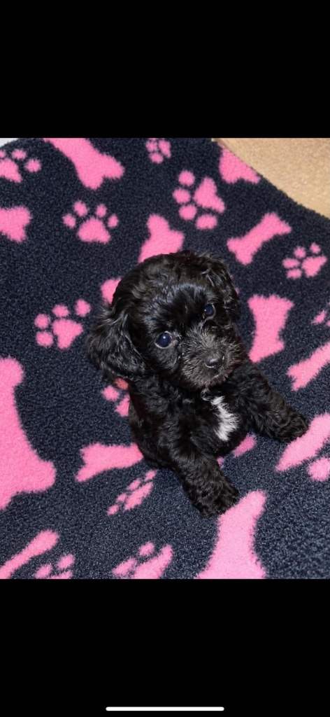 ***Beautiful cockapoo puppies ***