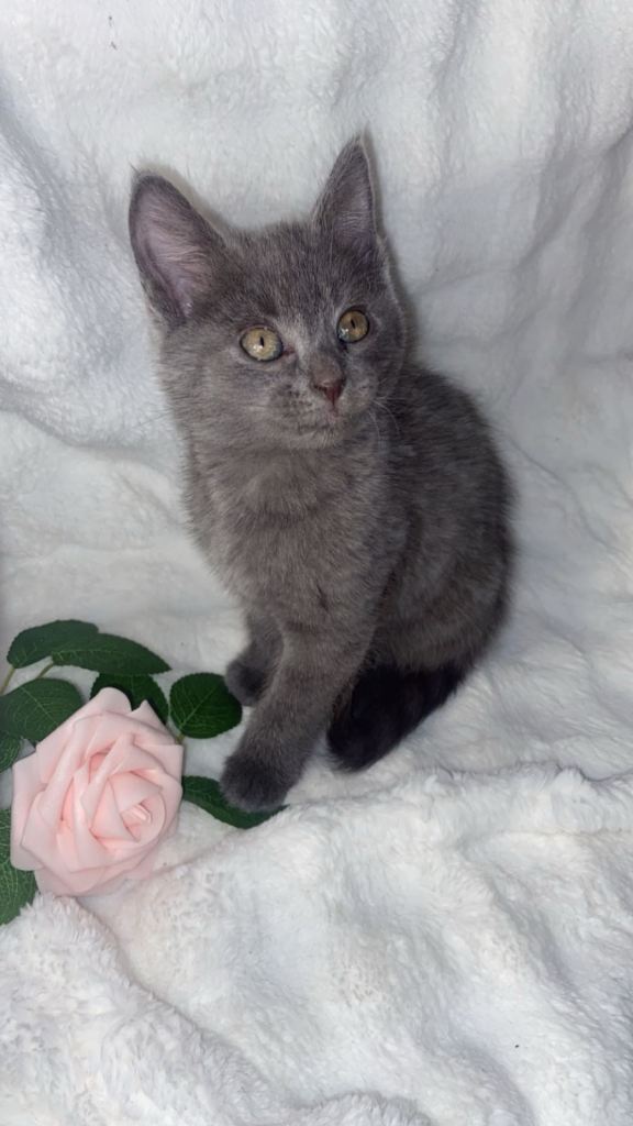 British shorthair x sypnx kitten 