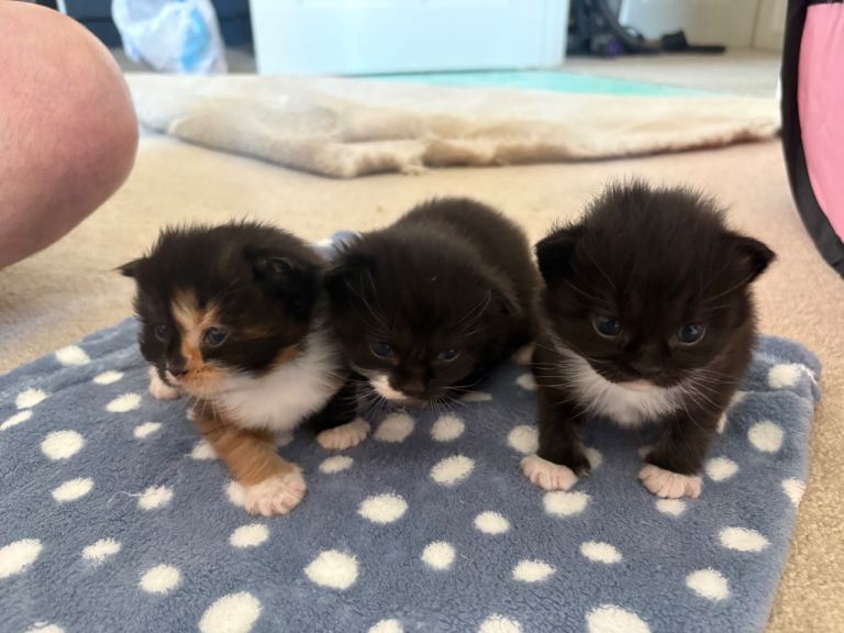 Beautiful Persian cross kittens 