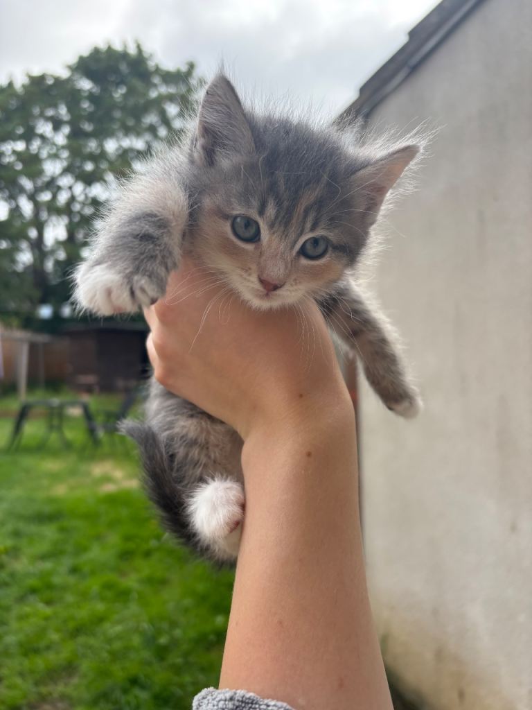 GORGEOUS KITTENS AVAILABLE 