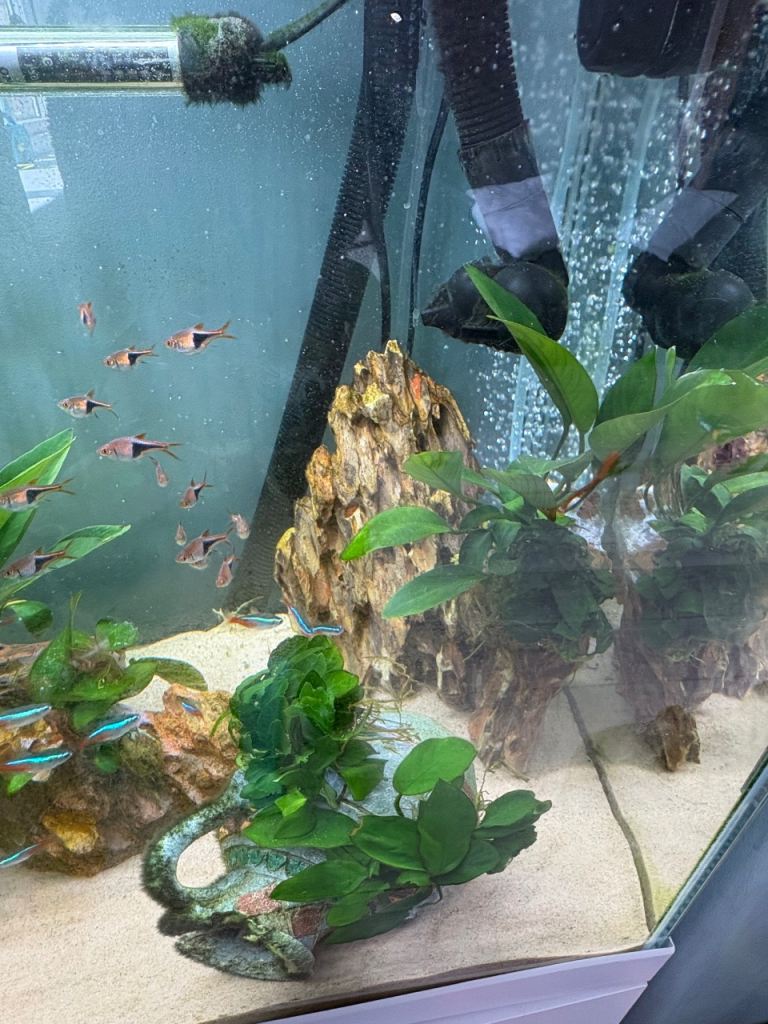 Dragon stone for fish tank aquarium beautiful piece 