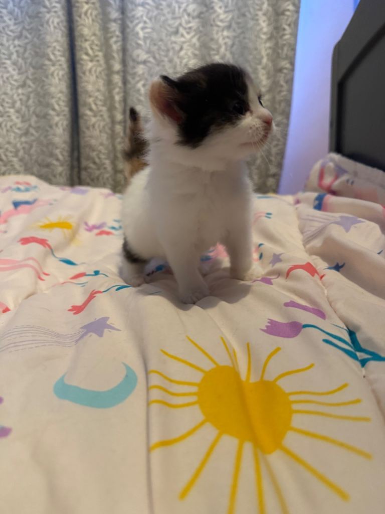 6 playful kittens for sale 