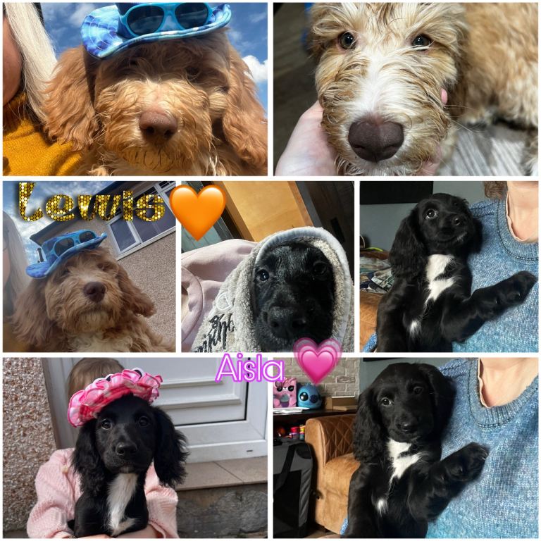 Price reduced Ready now Healthy Sproodle puppies 1x  girl 1x boy DNA tested  