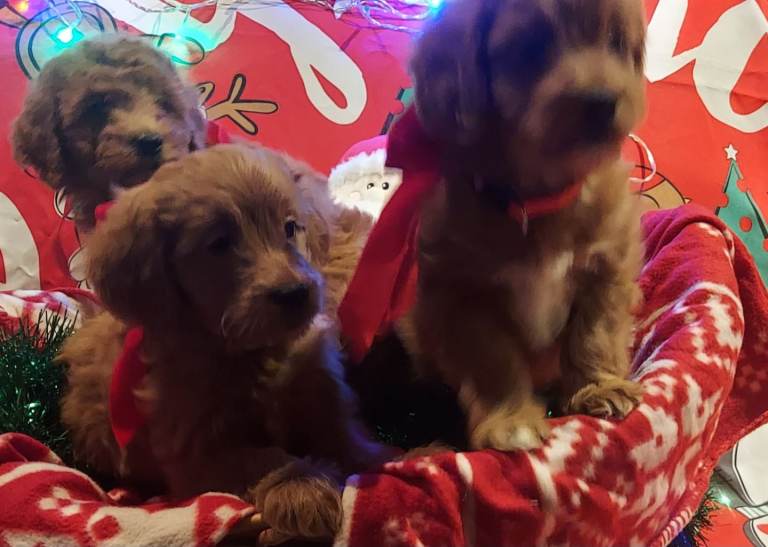 Cockapoo puppies 