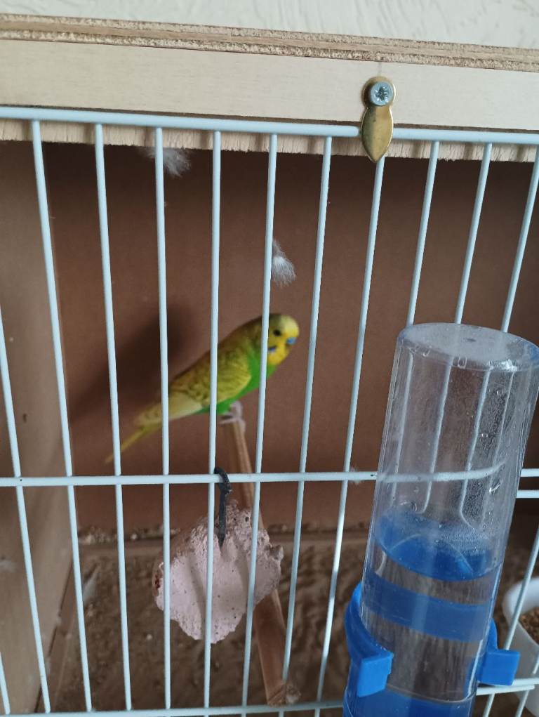 Budgie for sale