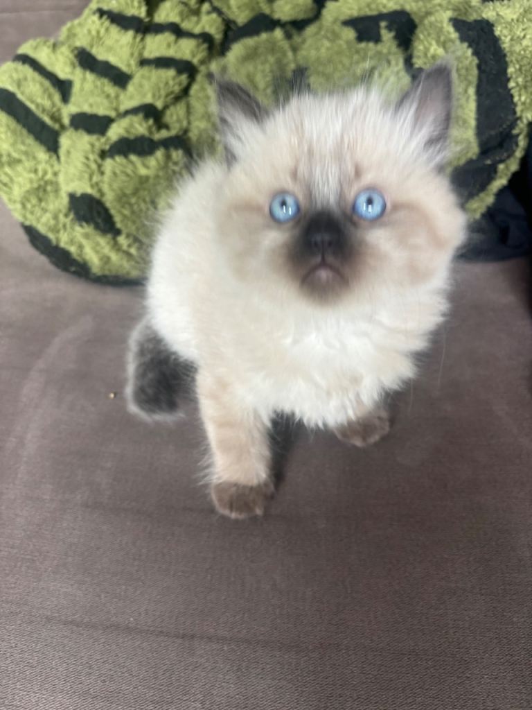 Kittens 